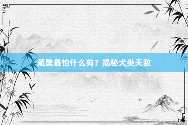 藏獒最怕什么狗?揭秘犬类天敌